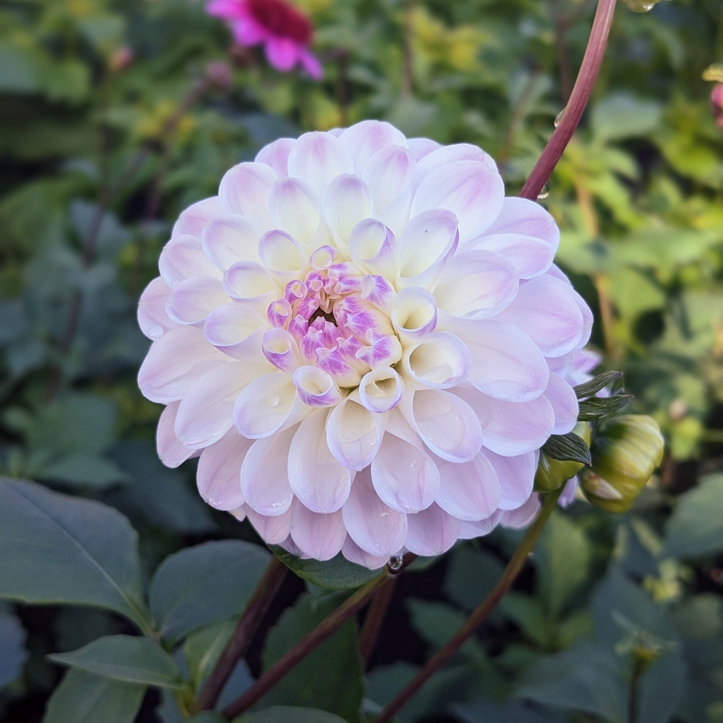 Dahlia - Lyn’s Louise