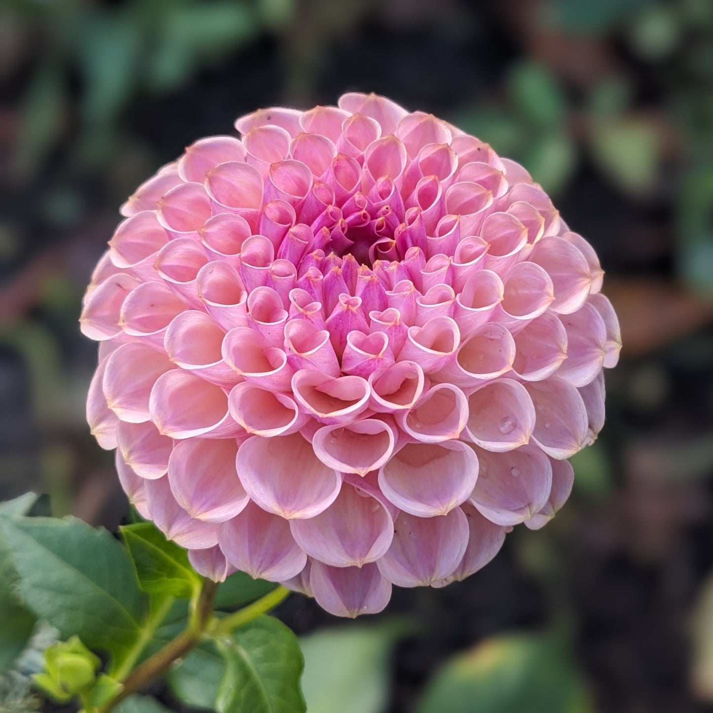 Dahlia Import - Jowey Winnie