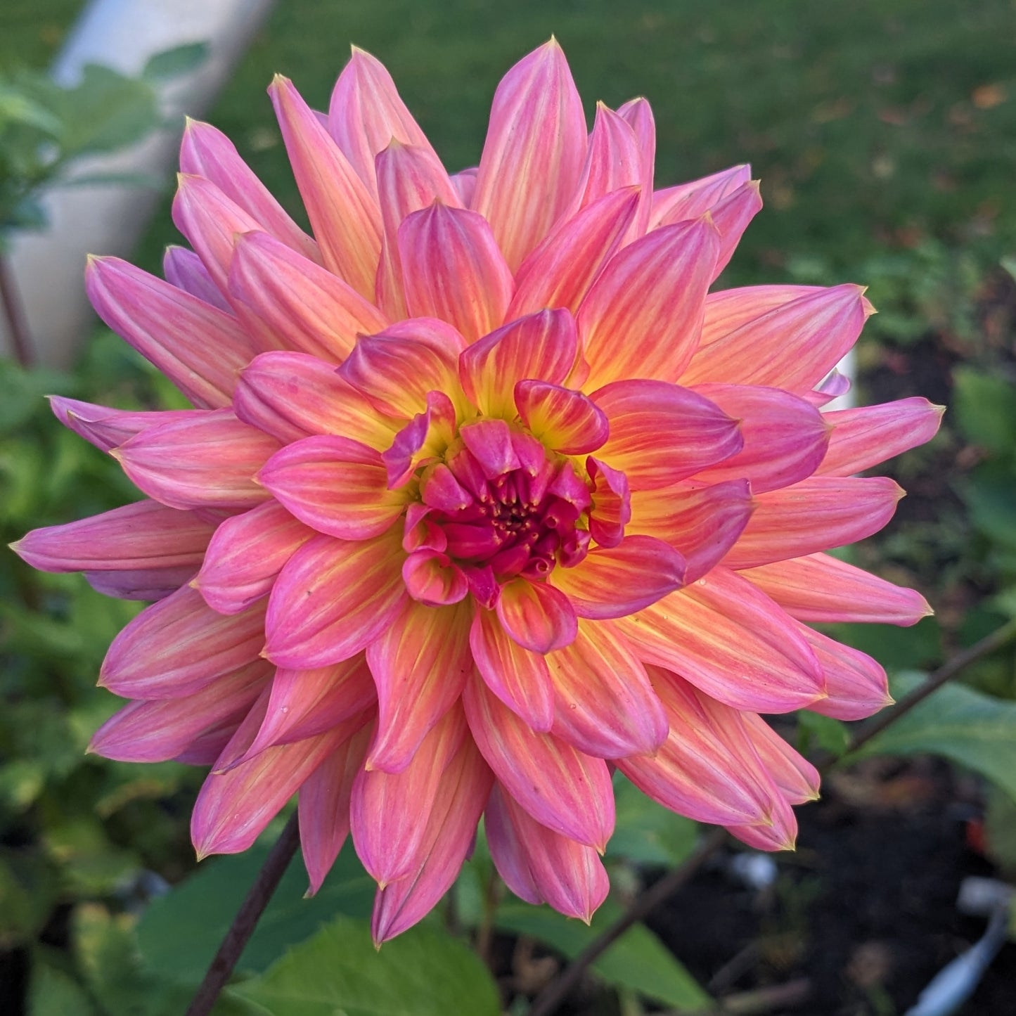 Potted Dahlia - American Dawn