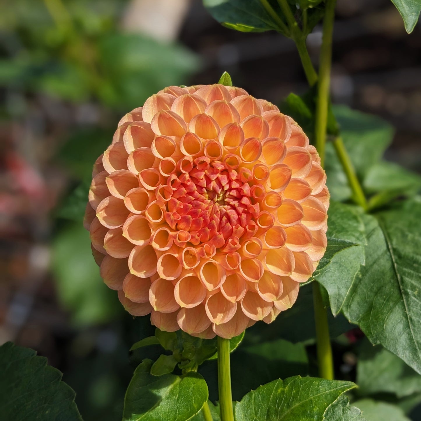 Potted Dahlia - Jowey Nicky