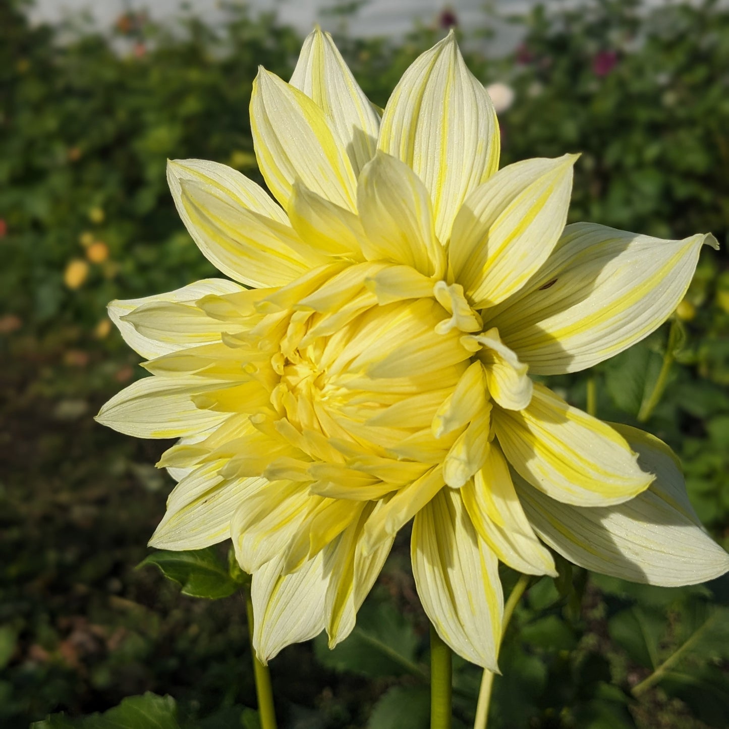 Dahlia - La Luna