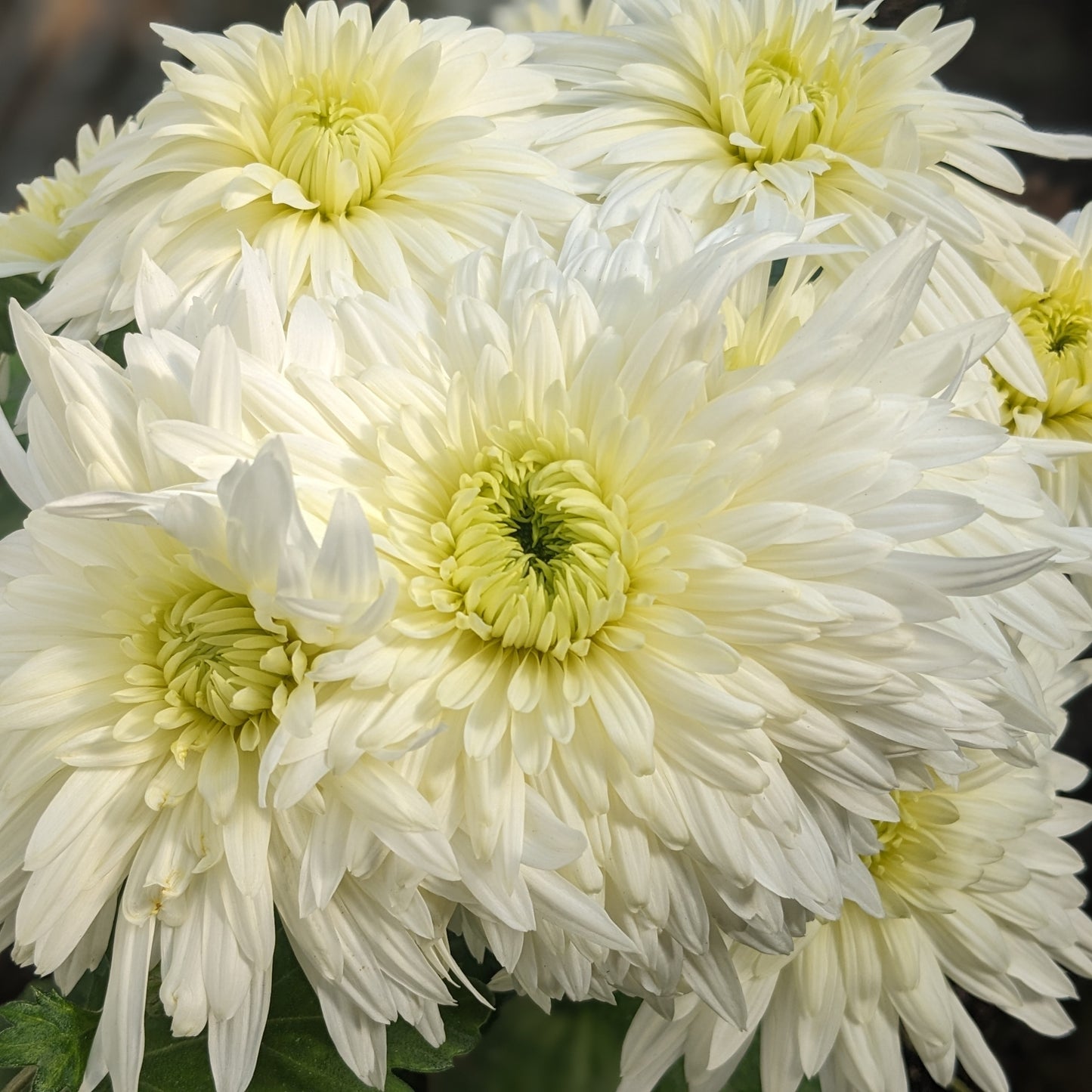 Chrysanthemum - West Bromwich x 2