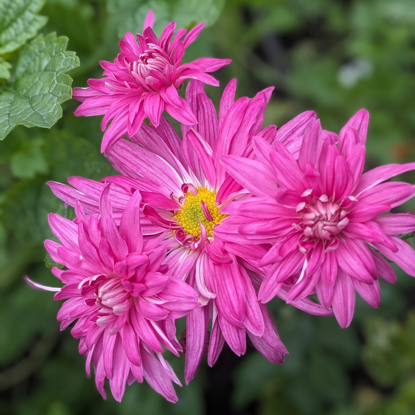 Chrysanthemum - Yvonne Gray x 2
