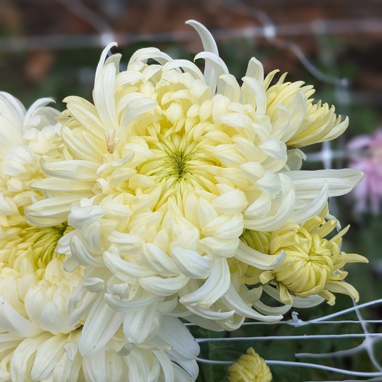 Chrysanthemum - Pat Lawson x 2
