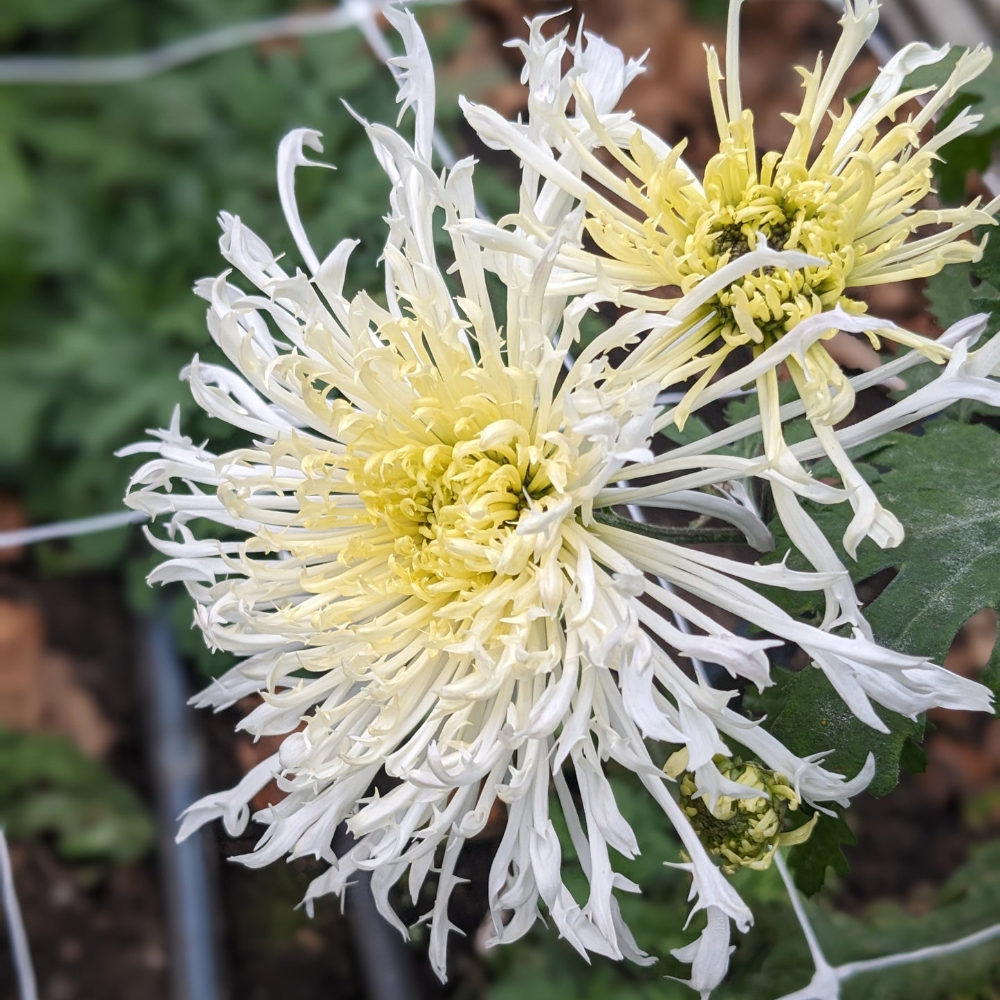 Chrysanthemum - Icicles x 2