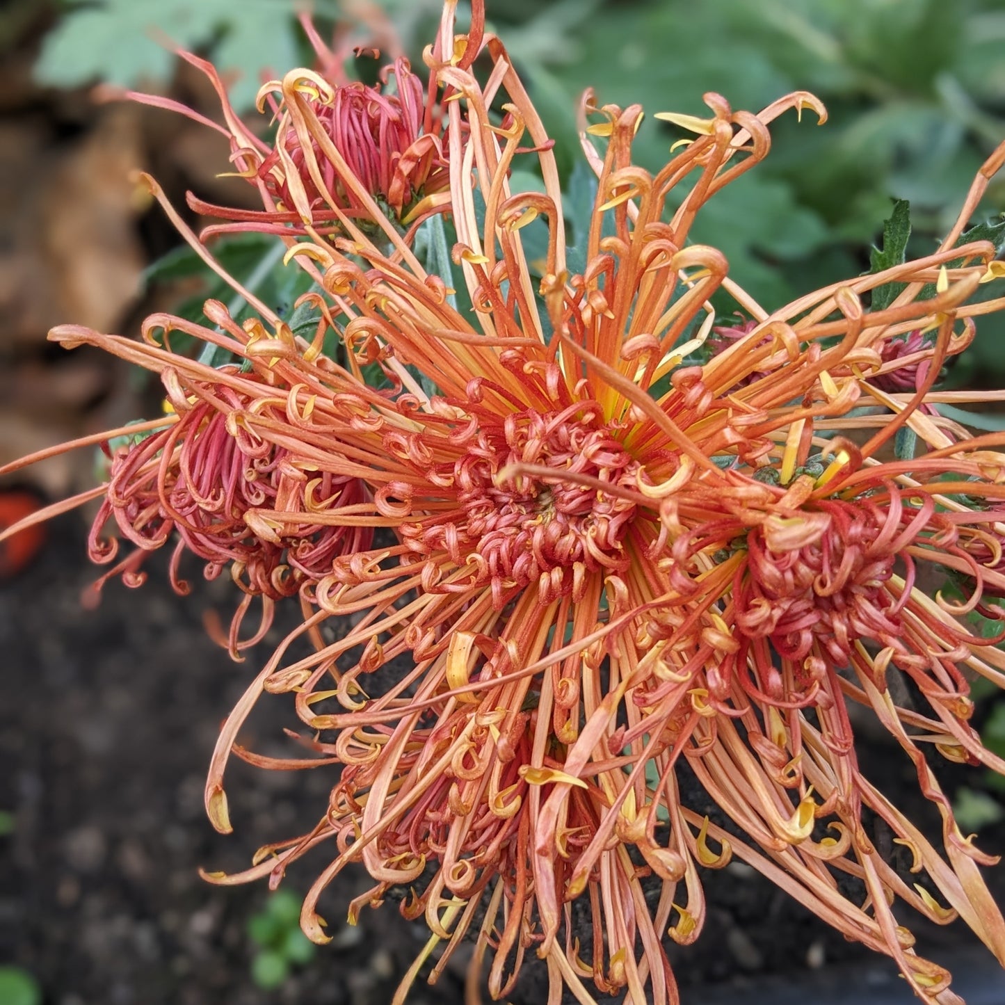 Chrysanthemum - Senkyo Kenshin x 2