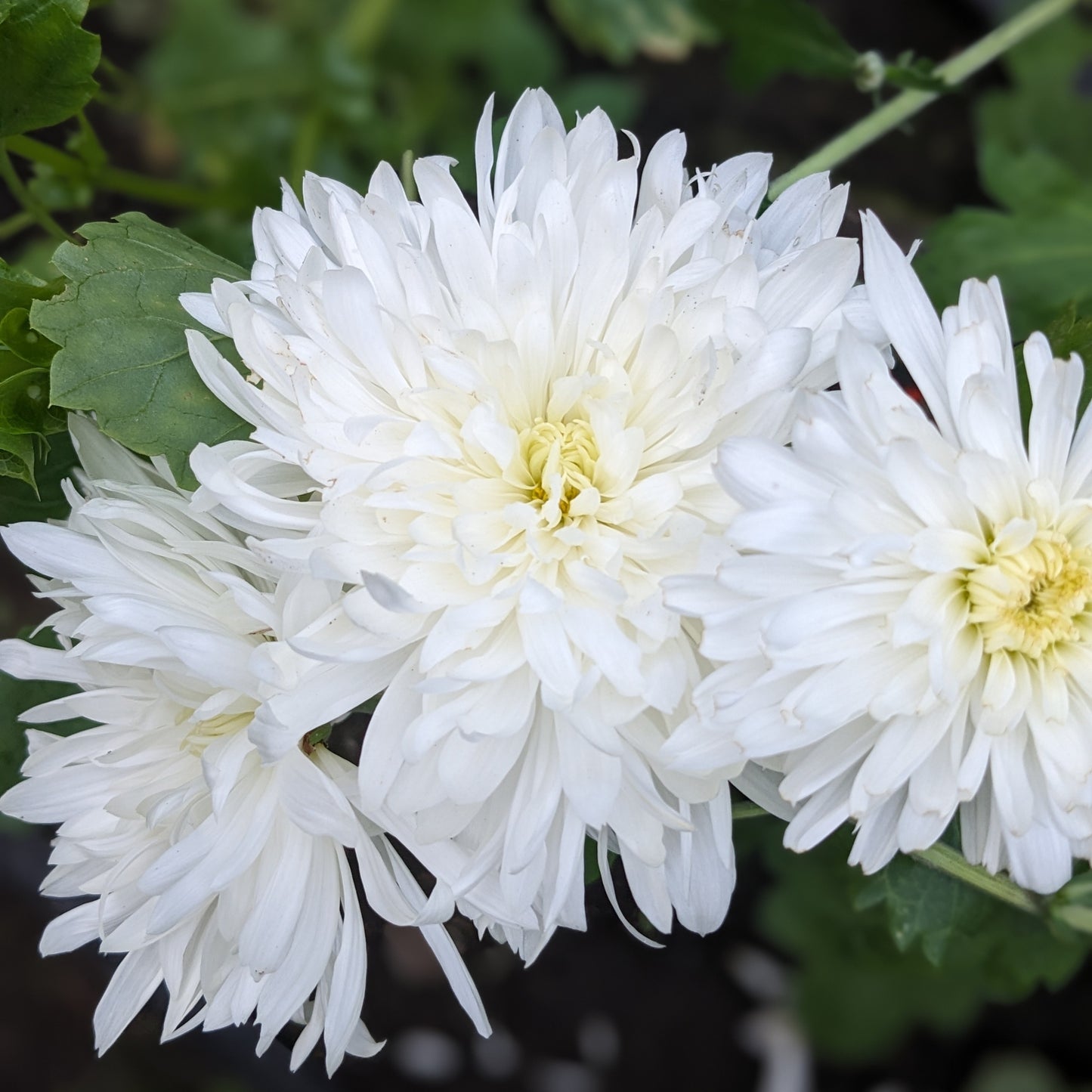 Potted Chrysanthemum - John Wingfield
