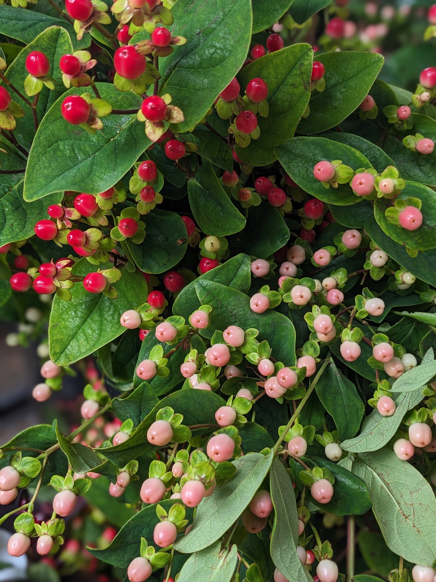 Hypericum by the Bunch
