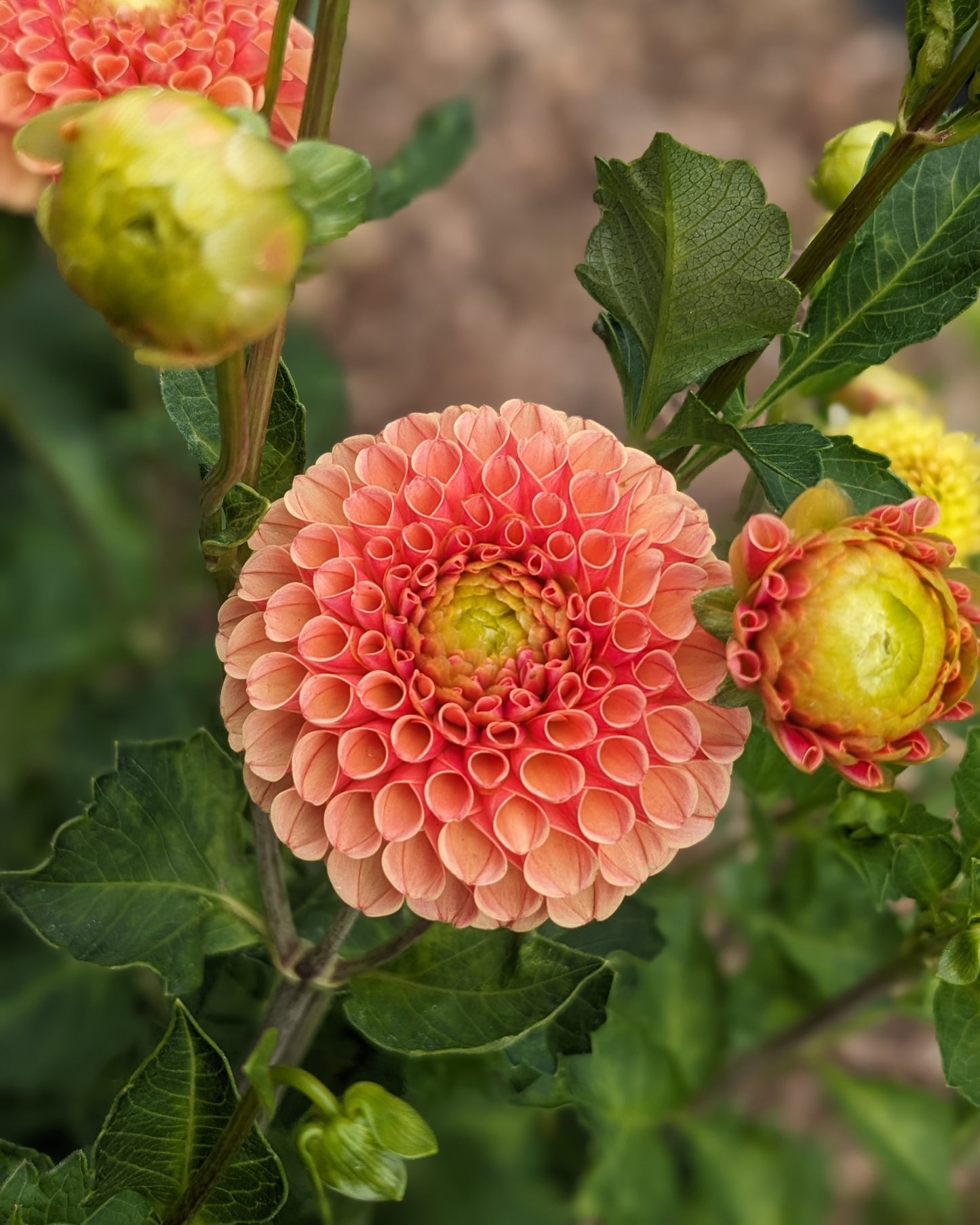 Dahlia - Amber Queen