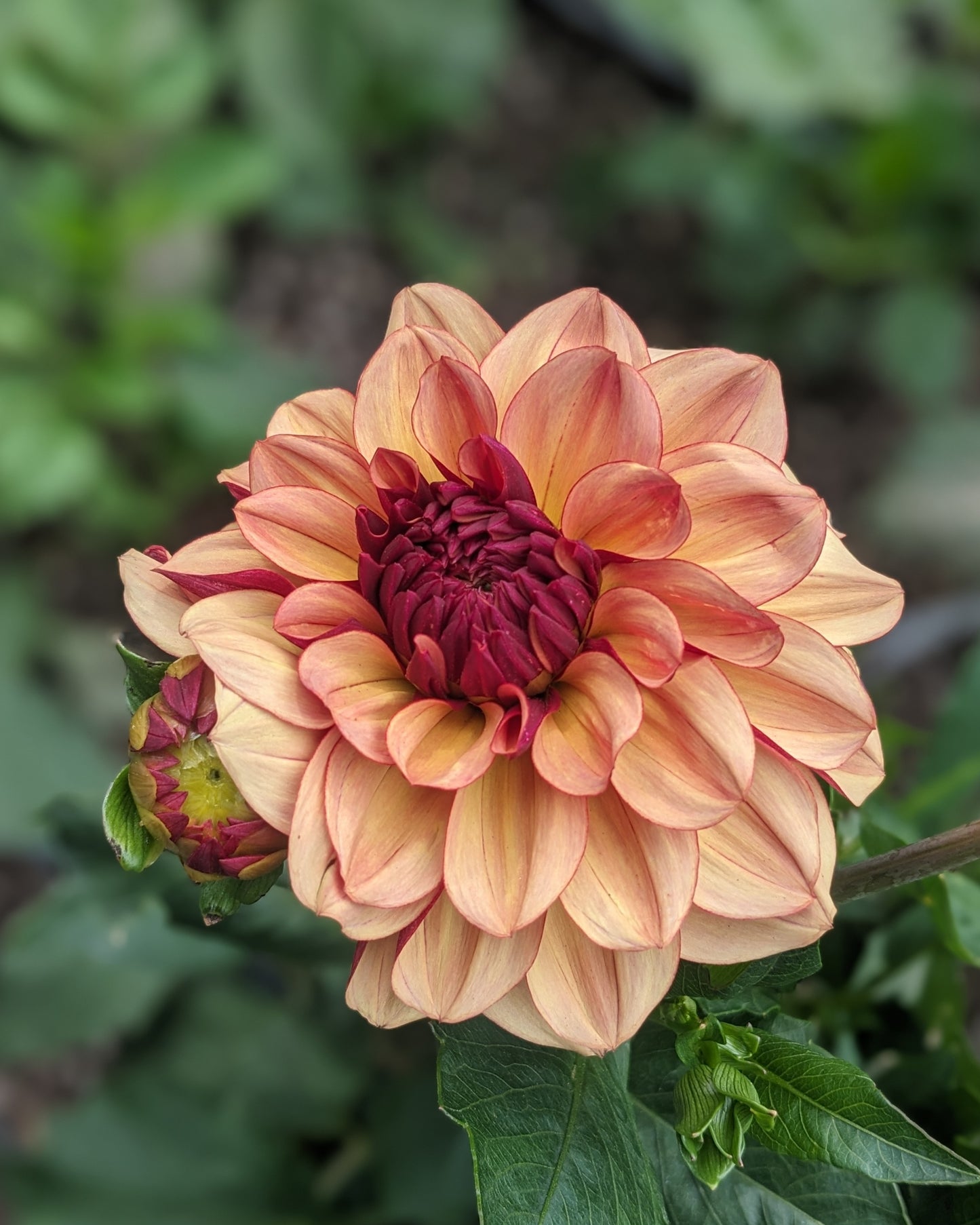 Dahlia - Crème de Cognac