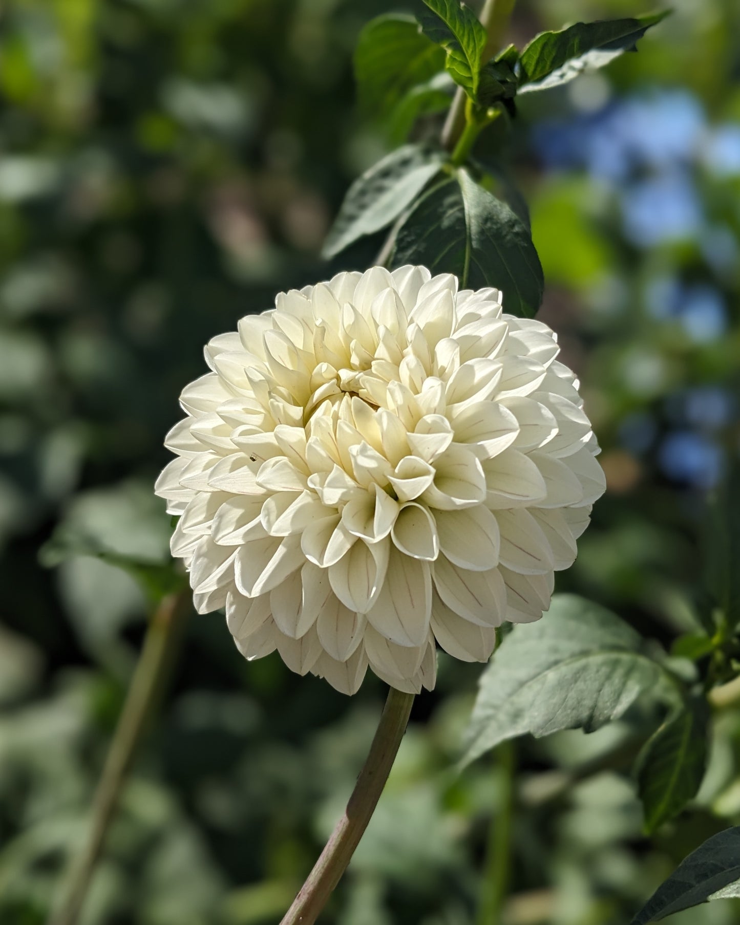Dahlia - Bazuin Snow Owl