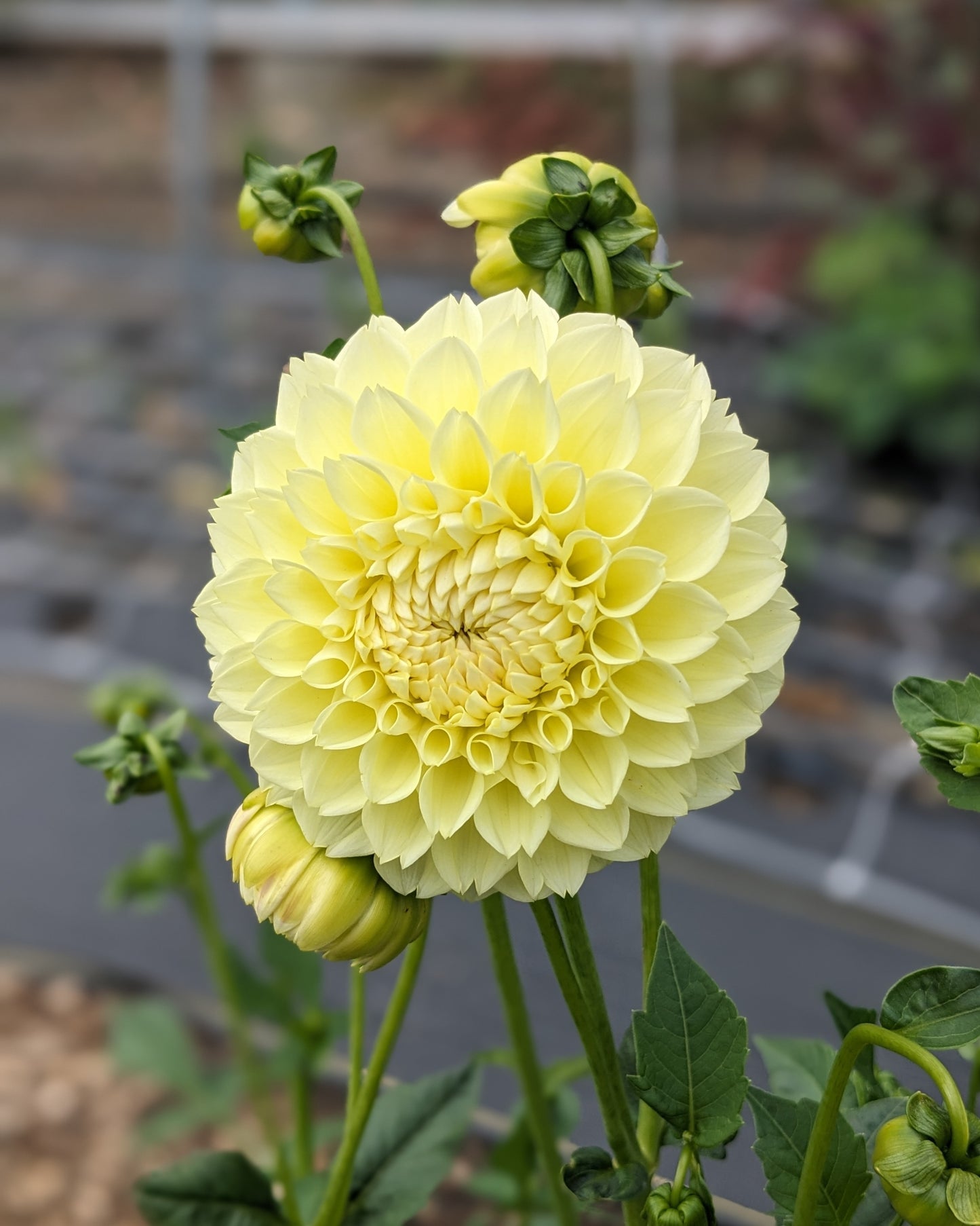 Dahlia - Boom Boom Yellow