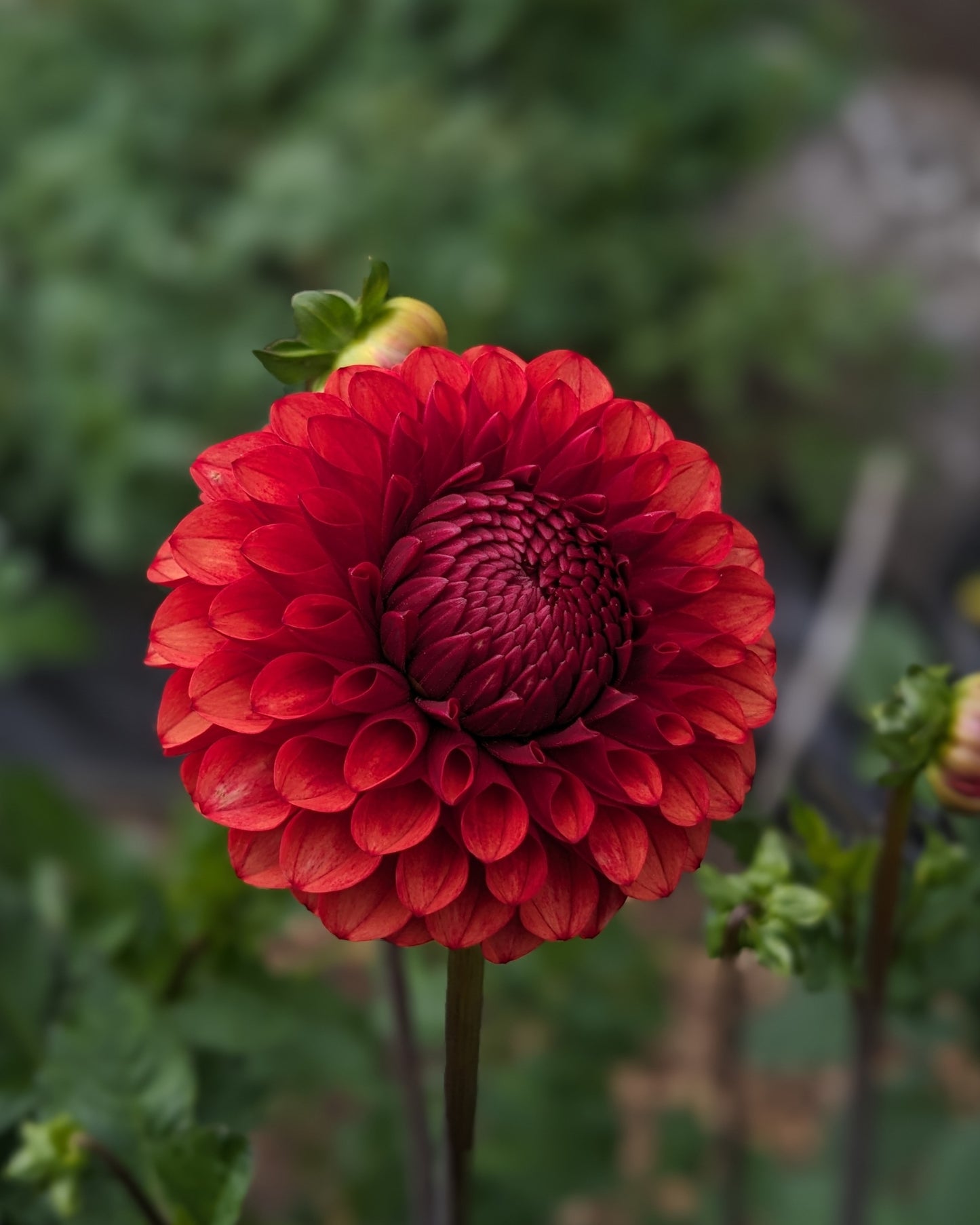 Dahlia - Brown Sugar