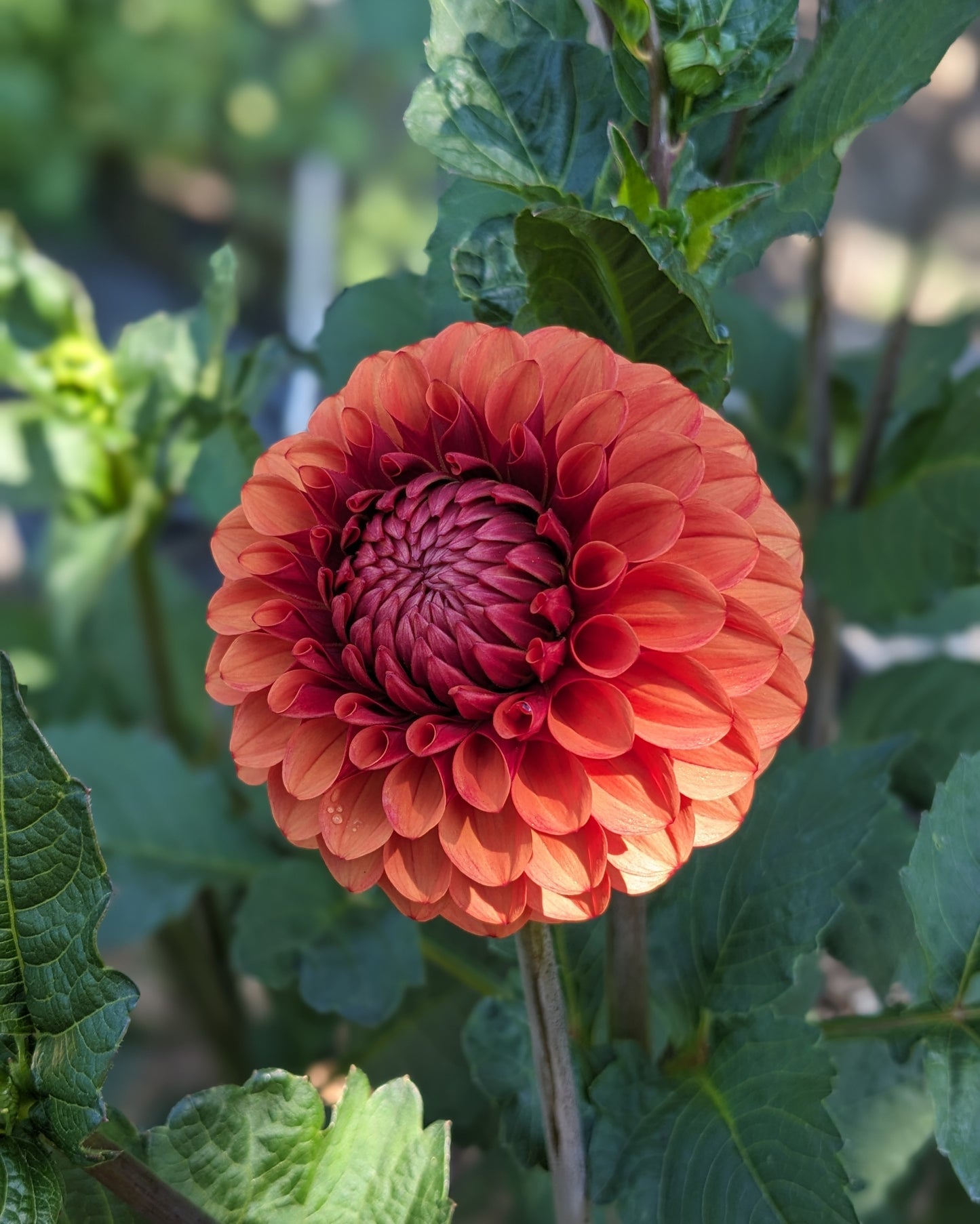 Dahlia - Brown Sugar