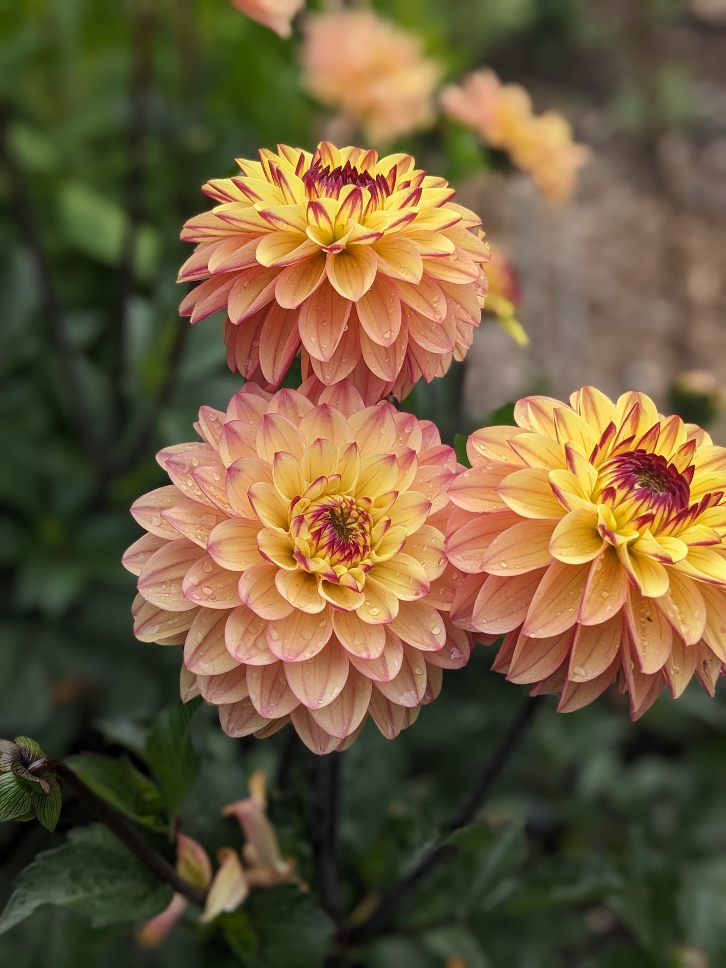 Dahlia - Dear Alexander