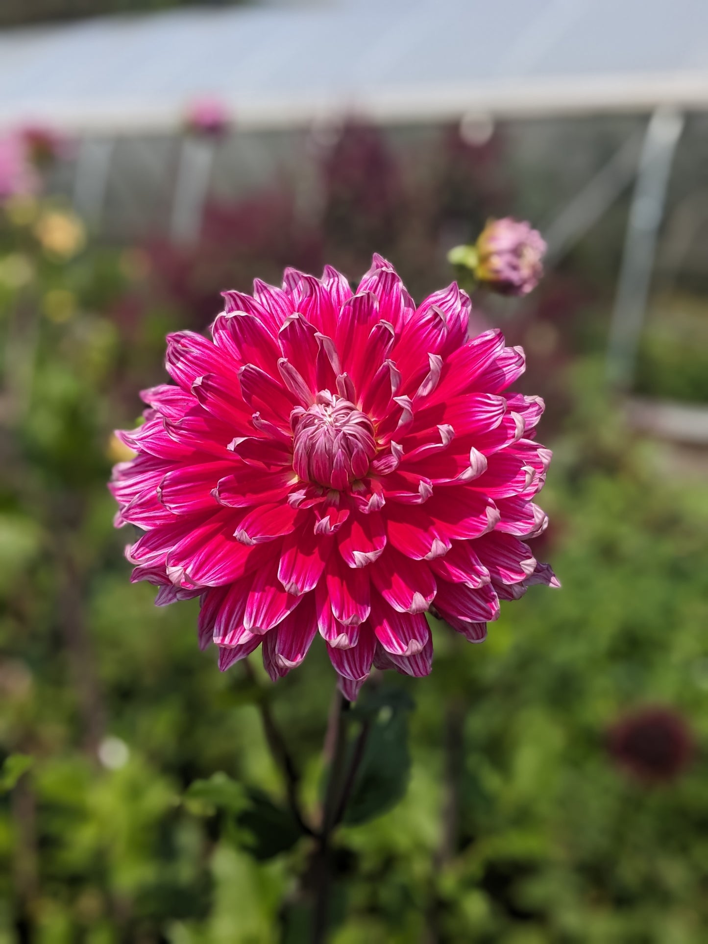 Dahlia - Grand Finale