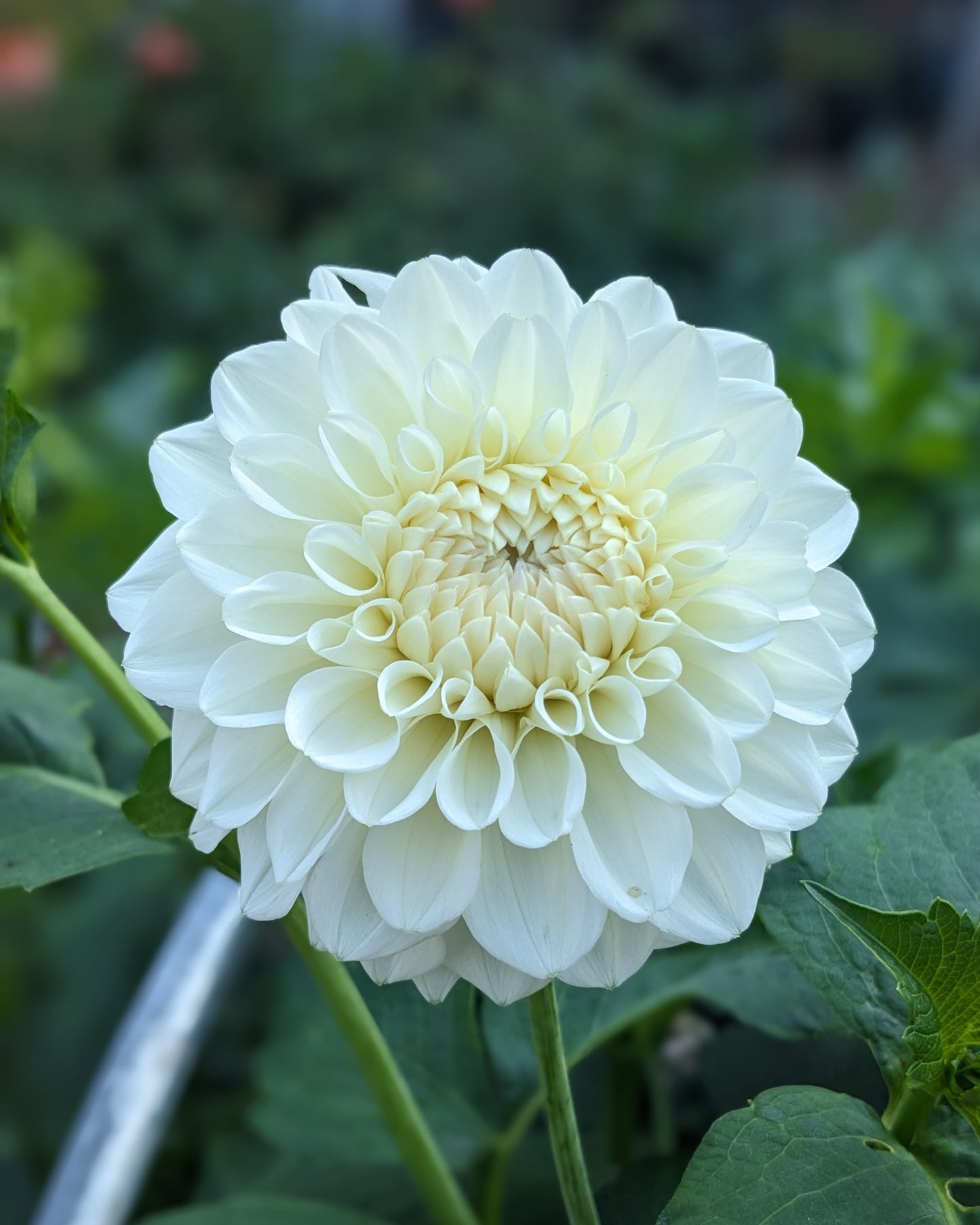 Dahlia - Bahia Blanca