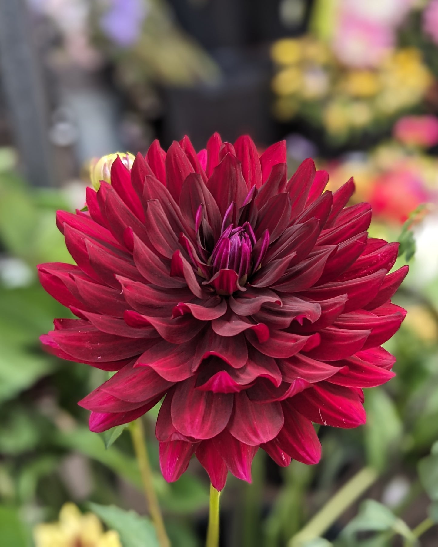 Dahlia - Hollyhill Black Beauty