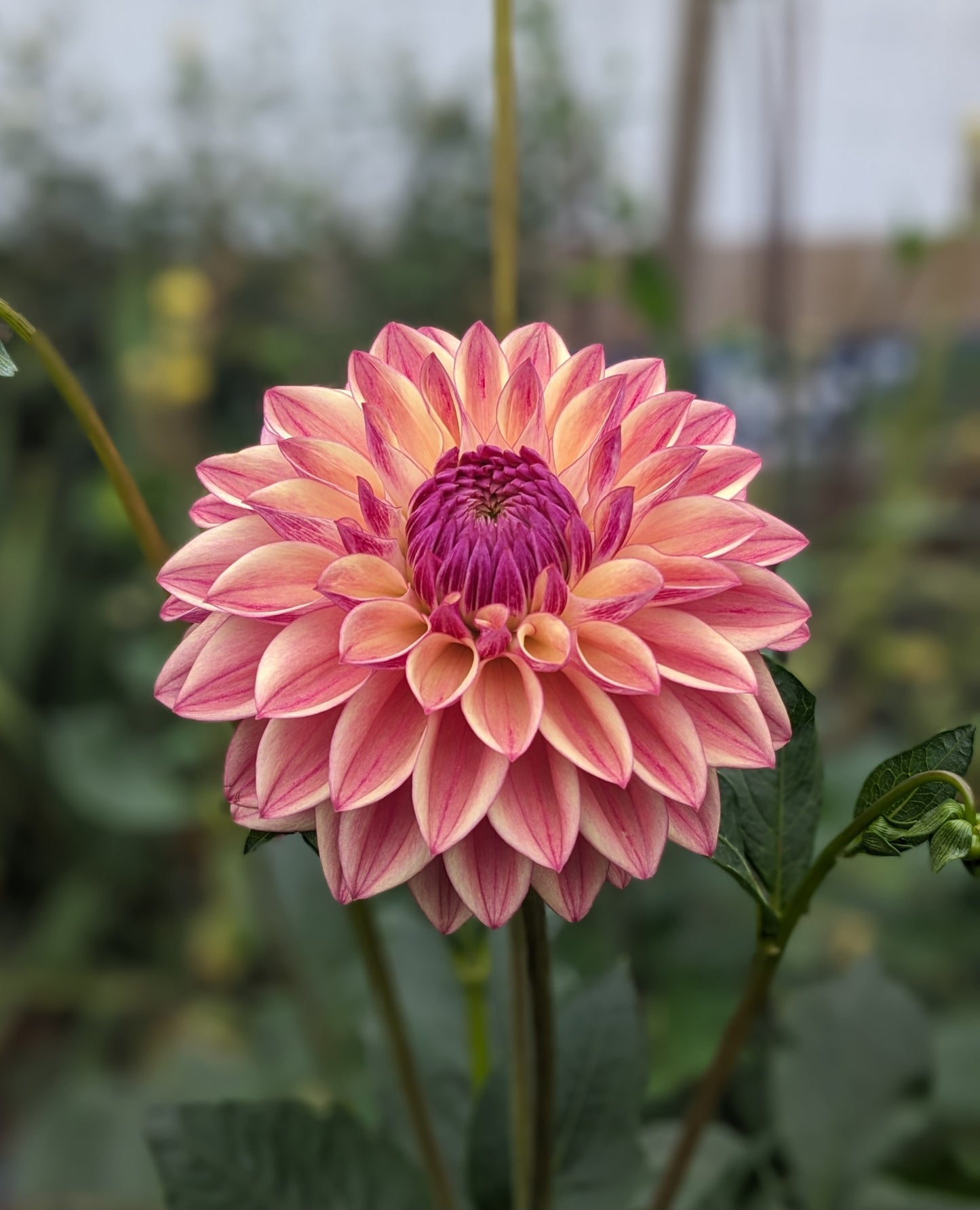 Dahlia - Dusty Beauty