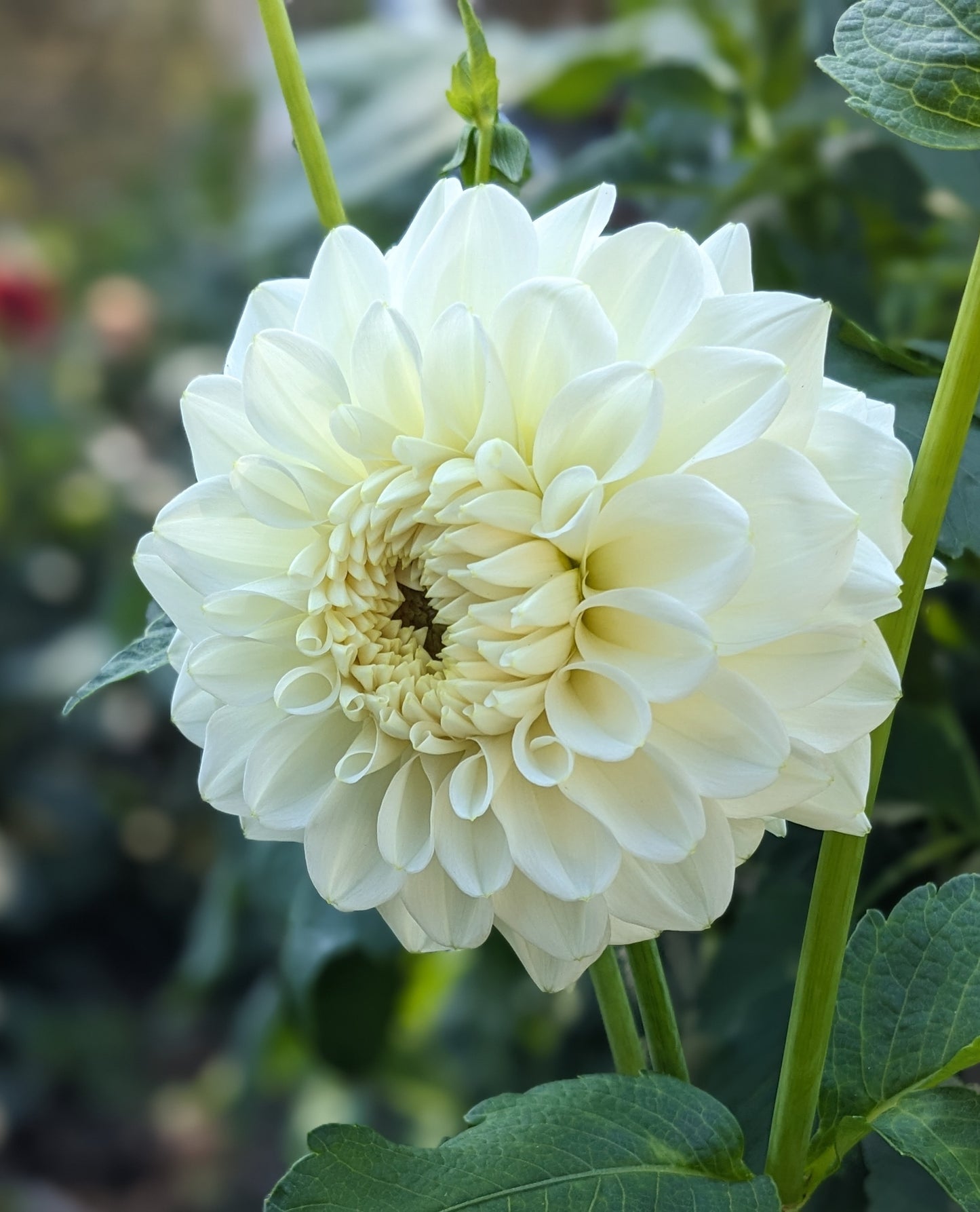Dahlia - Bahia Blanca