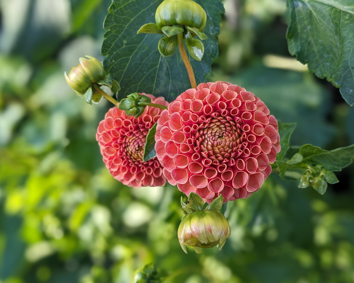 Dahlia - Amber Queen