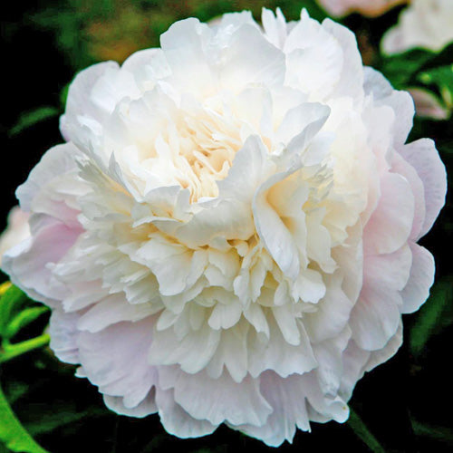 Peony 'Camellia White'