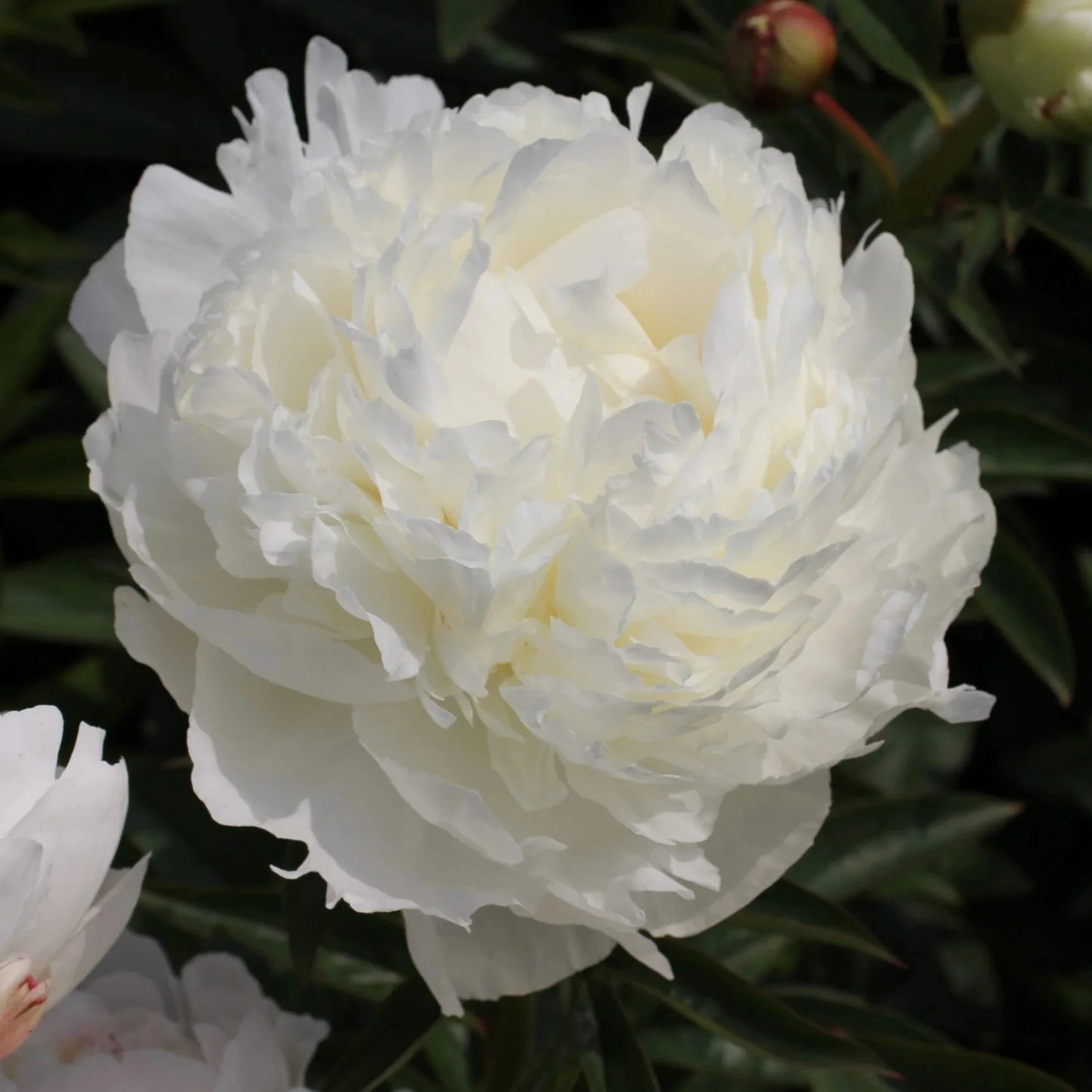 Peony 'Ivory Victory'
