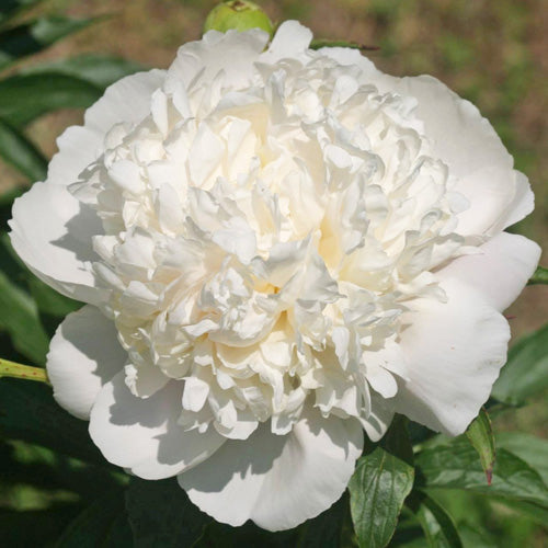Peony 'White Charm'