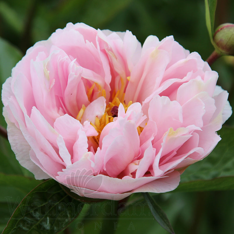 Peony 'Pink Vanguard'