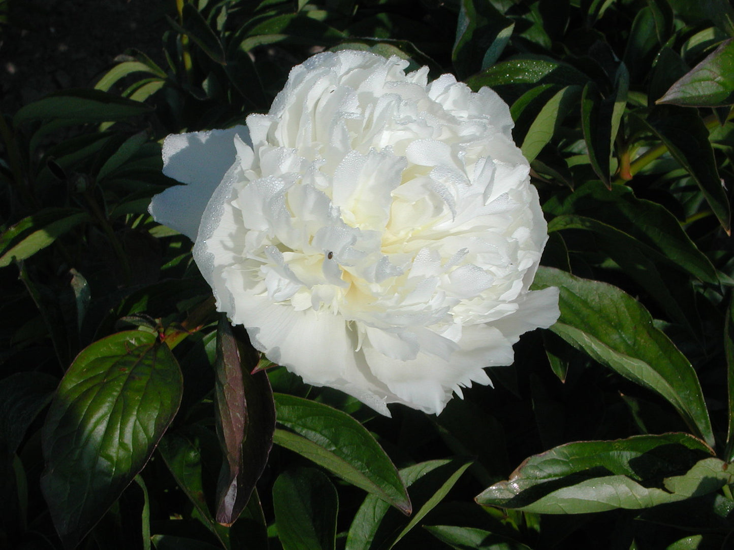 Peony 'Princess Bride'