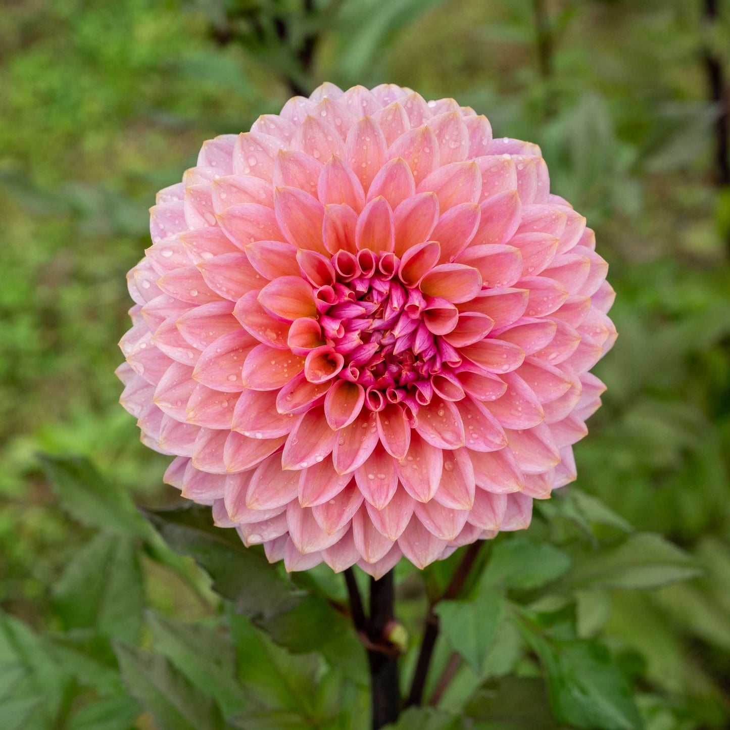 Dahlia - Sweet Sanne