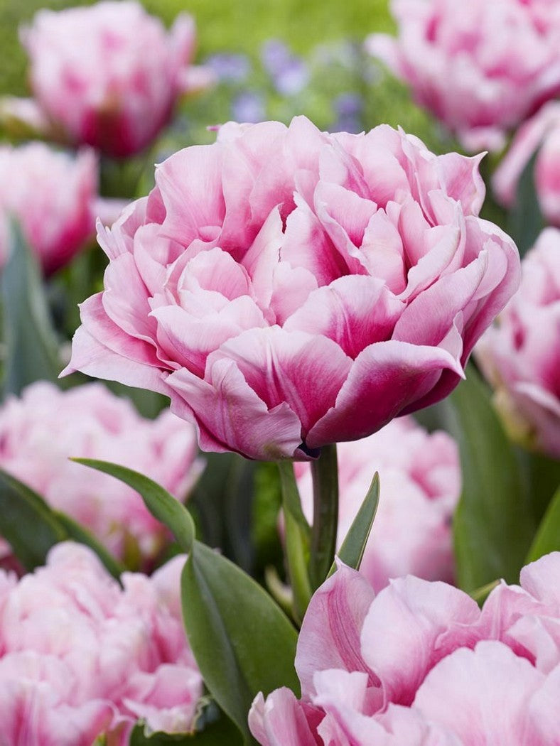 Tulip Magic Sensation - 10 Bulbs
