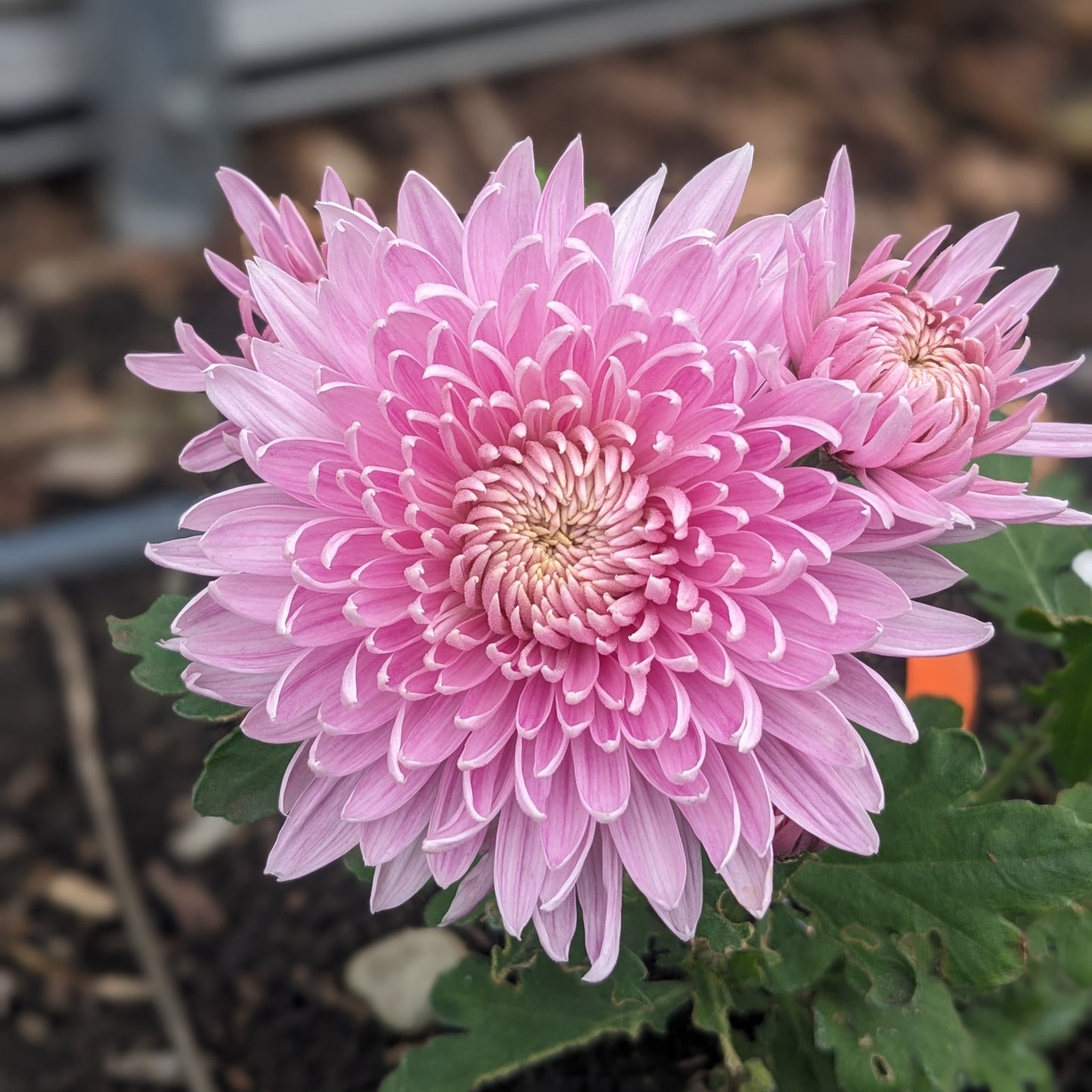 Potted Chrysanthemum - Angelo