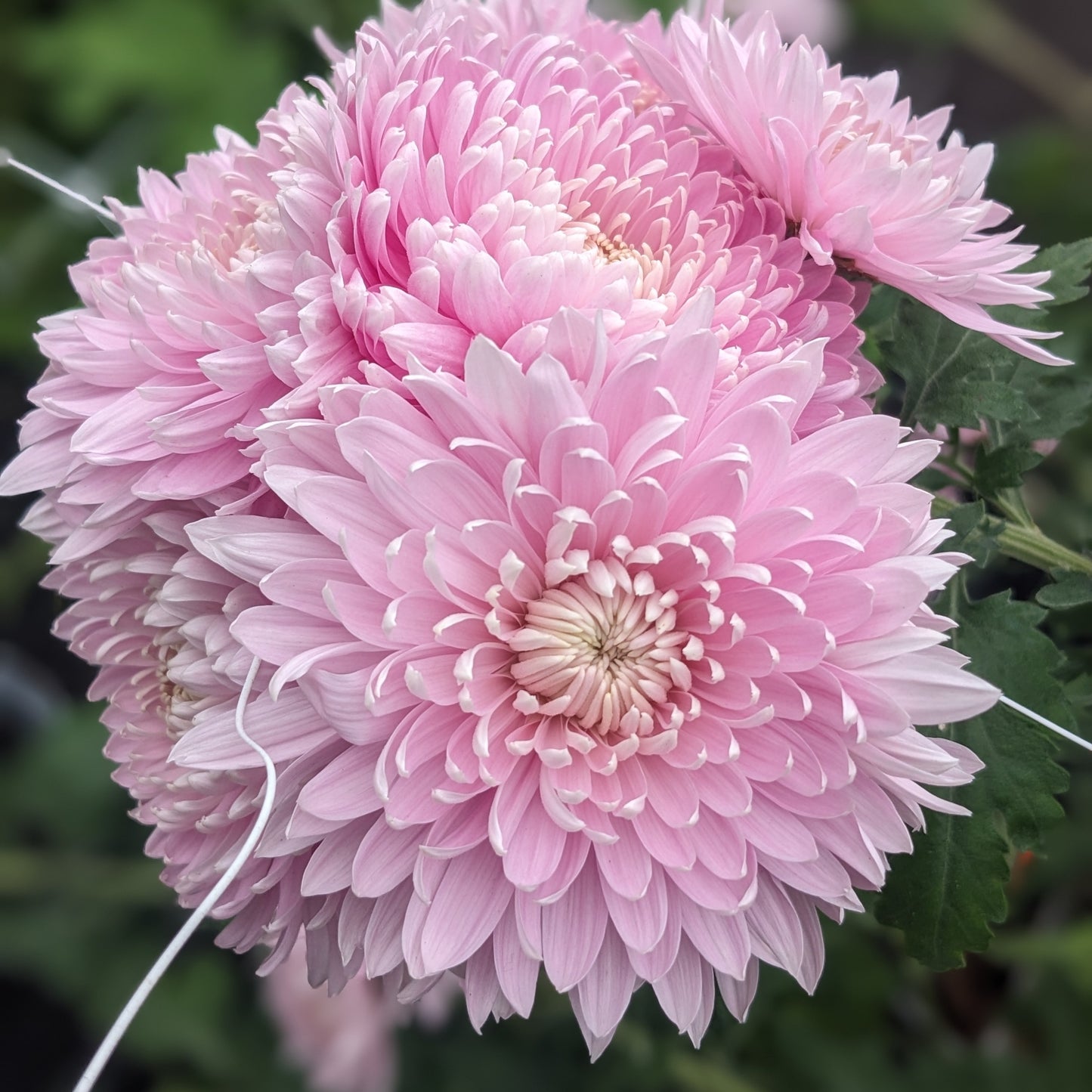 Potted Chrysanthemum - Angelo