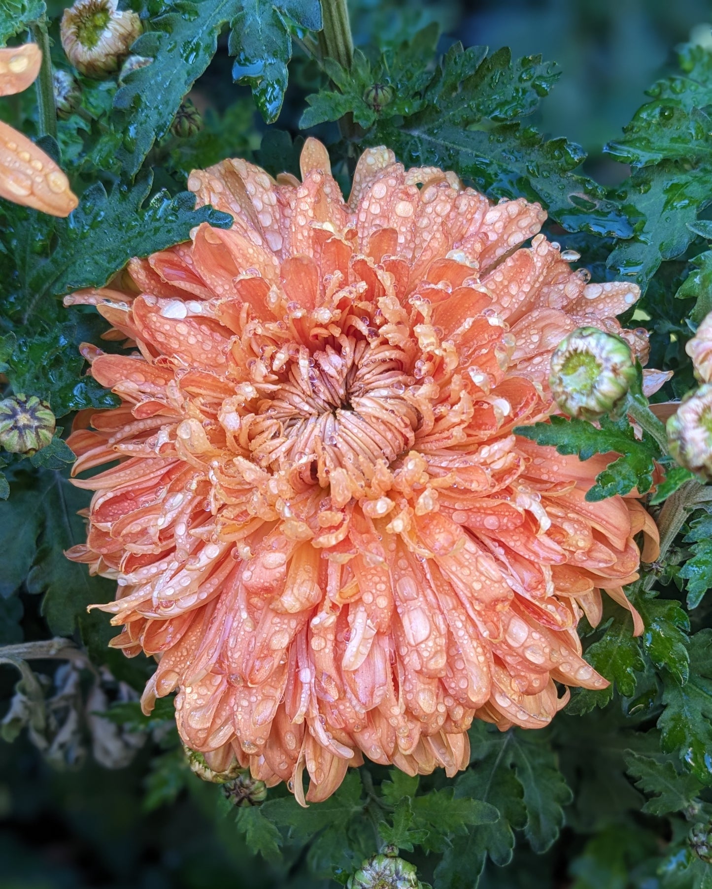 Chrysanthemum - Apricot Courtier x 2