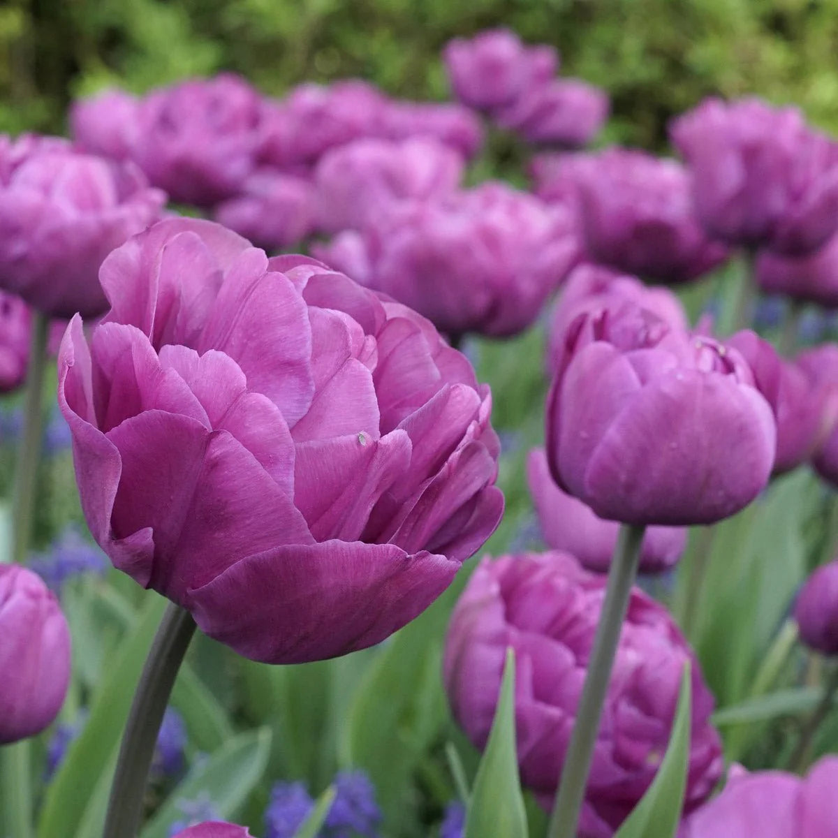 Tulip Backpacker - 10 Bulbs