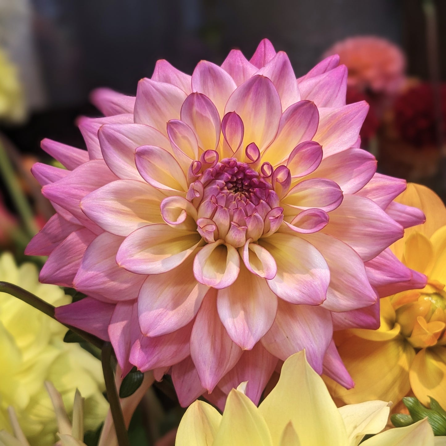 Dahlia - Bahama Mama