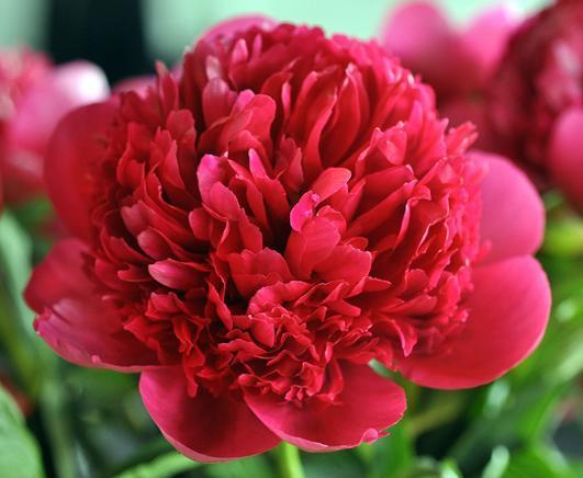 Peony 'Belgravia'