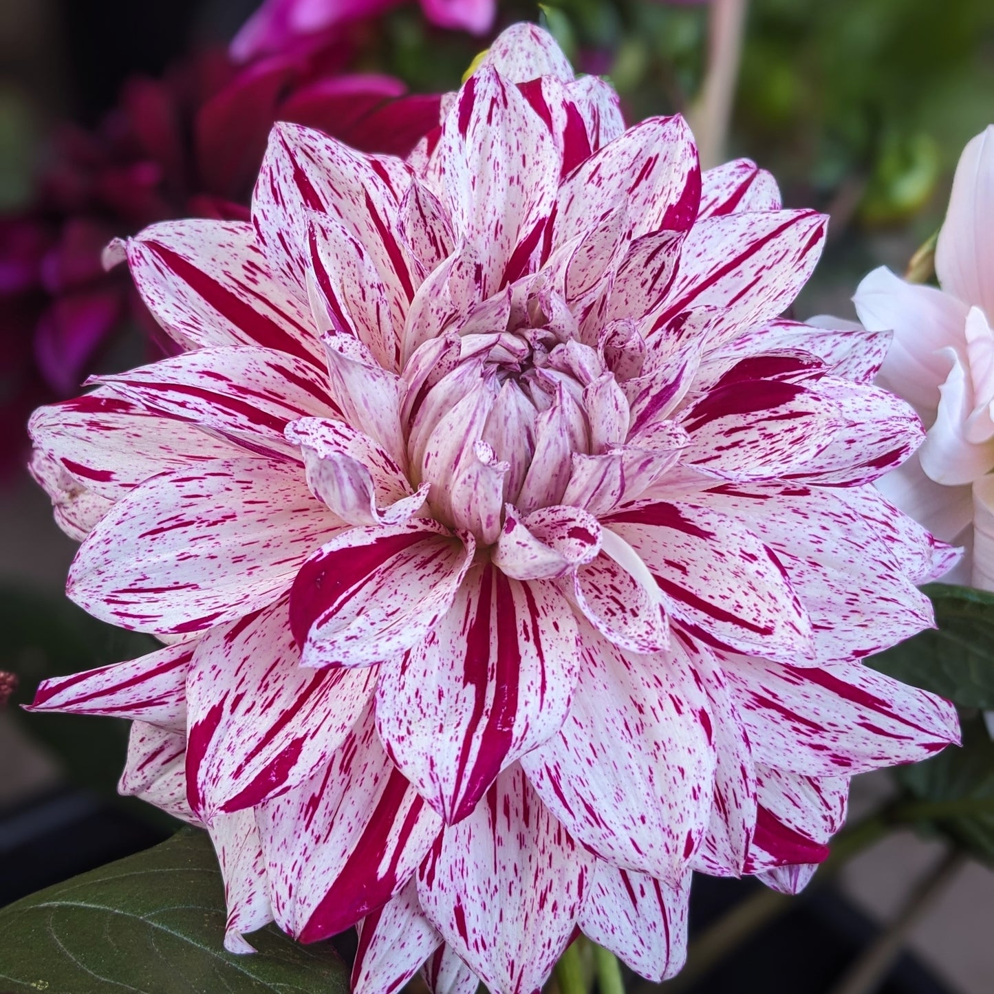 Dahlia - Bristol Fleck