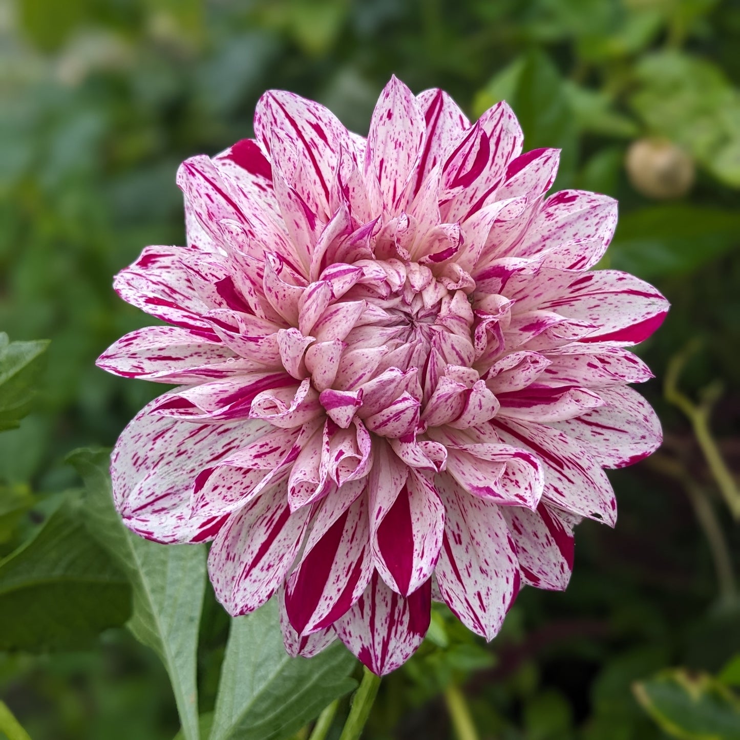 Dahlia - Bristol Fleck