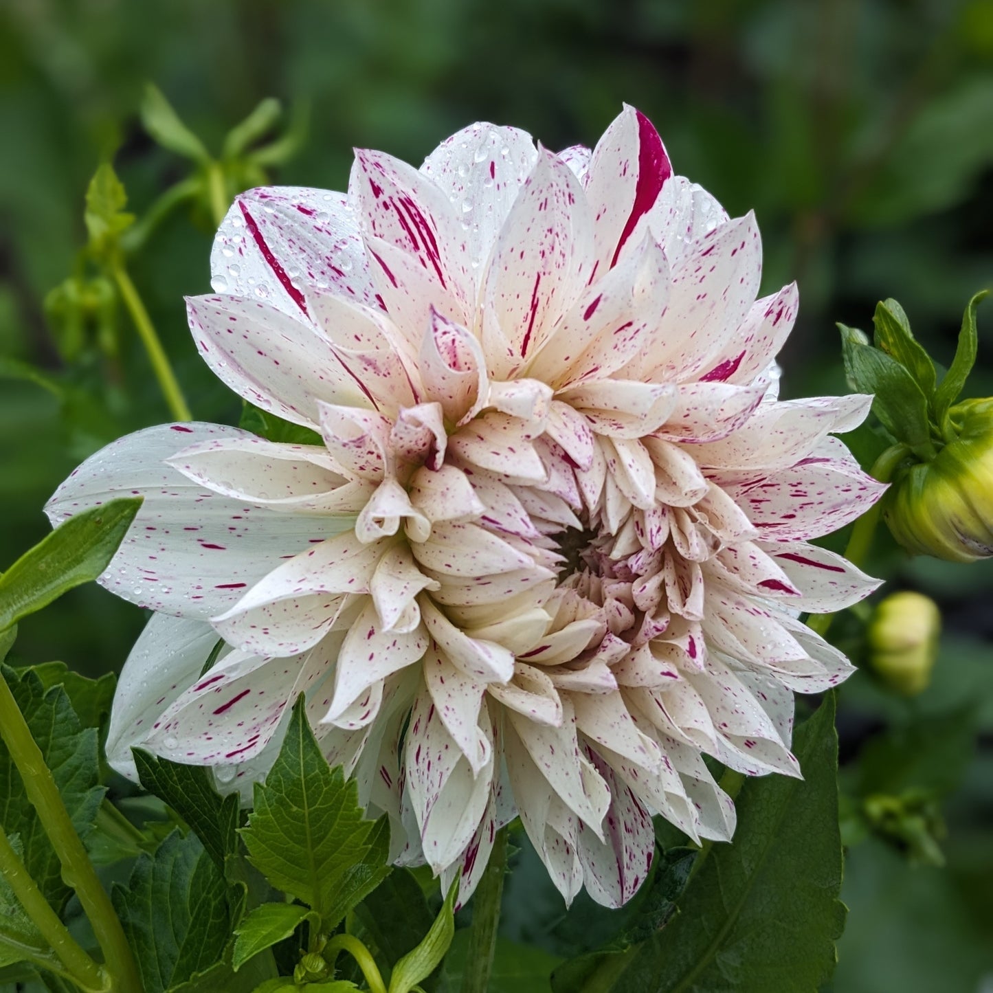 Dahlia - Bristol Fleck