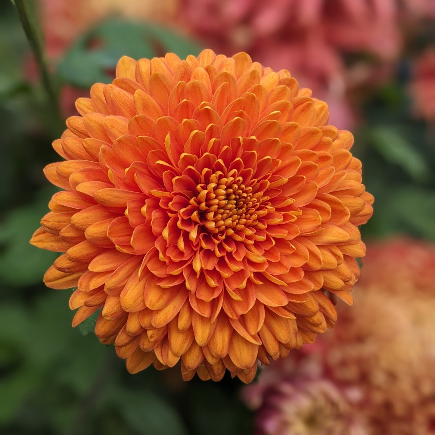 Potted Chrysanthemum - Bronze Margaret