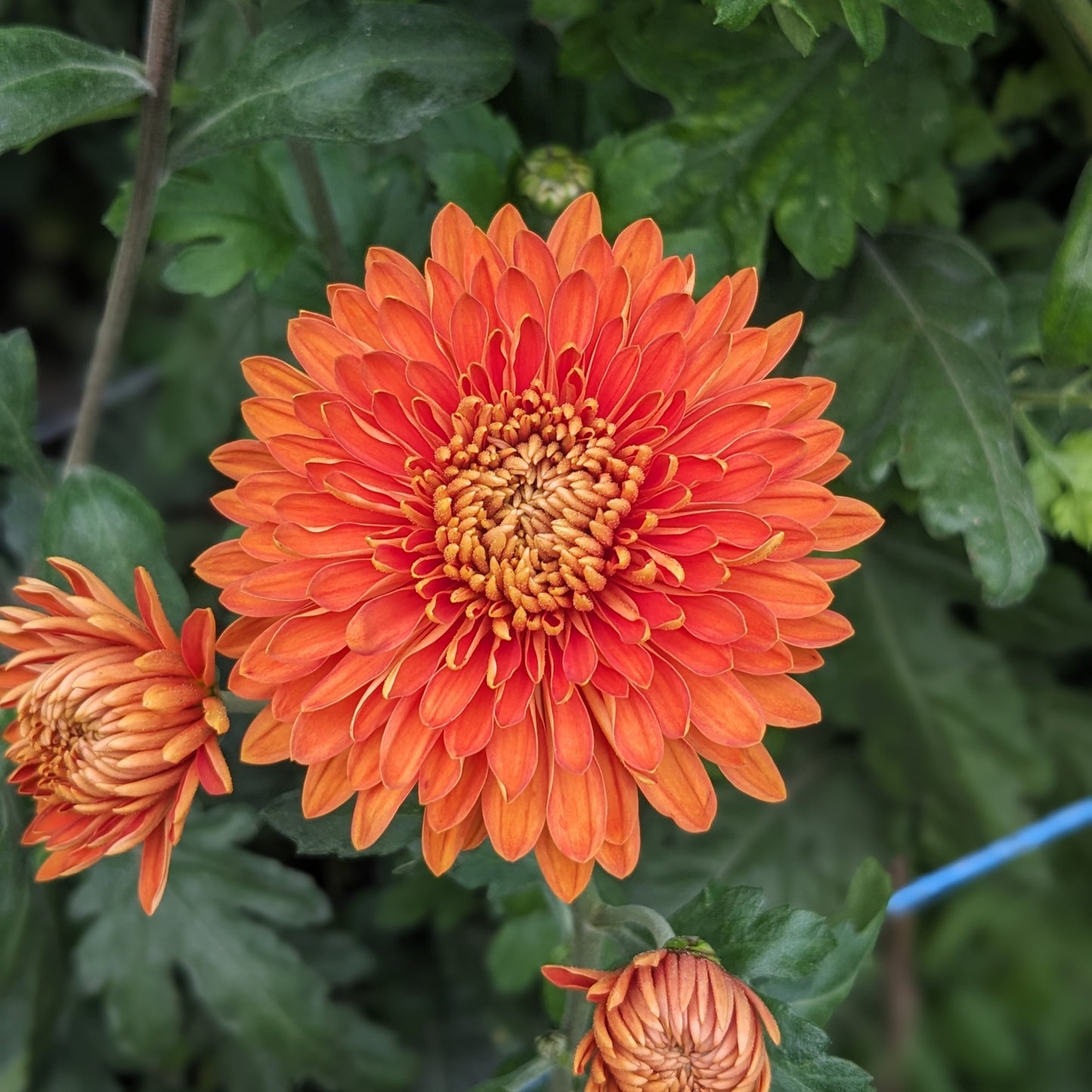 Potted Chrysanthemum - Bronze Margaret
