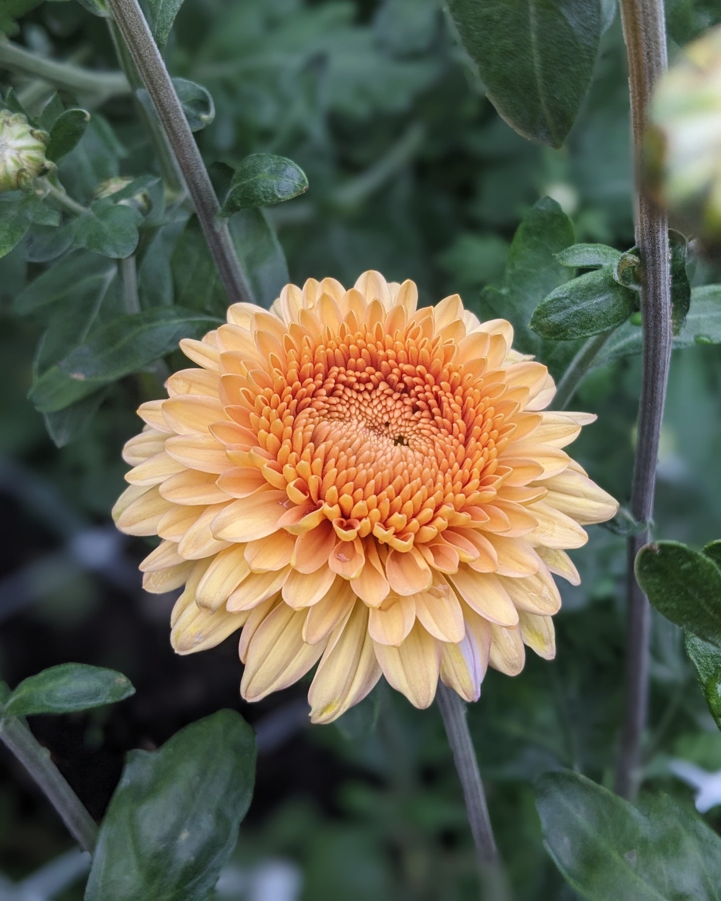 Chrysanthemum - Buff Margaret x 2