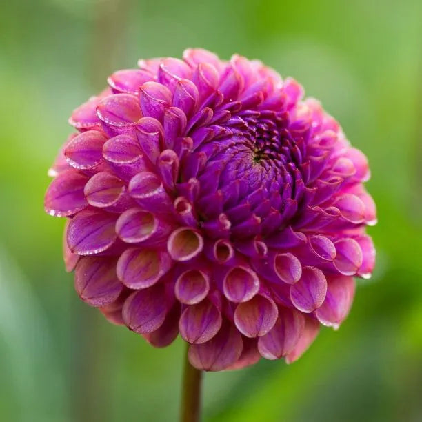 Dahlia Import - Caitlyn's Joy