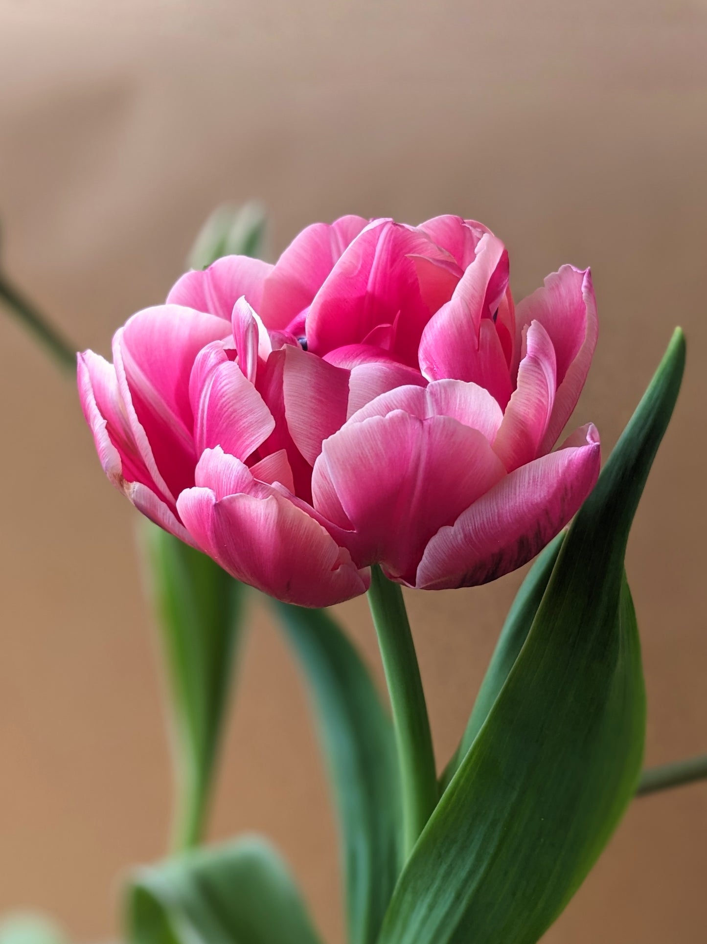 Tulip Columbus - 10 Bulbs