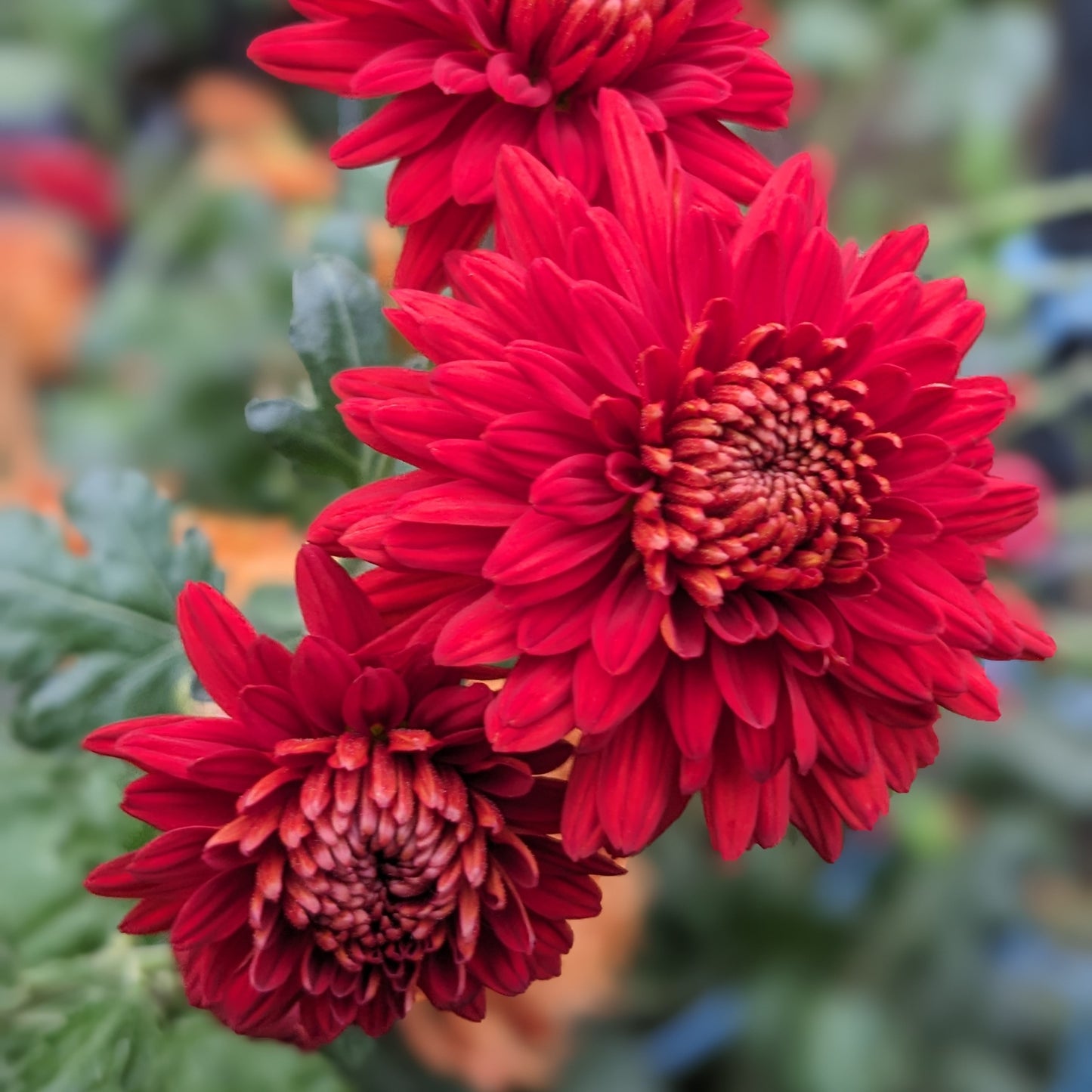 Potted Chrysanthemum - Copper Margaret