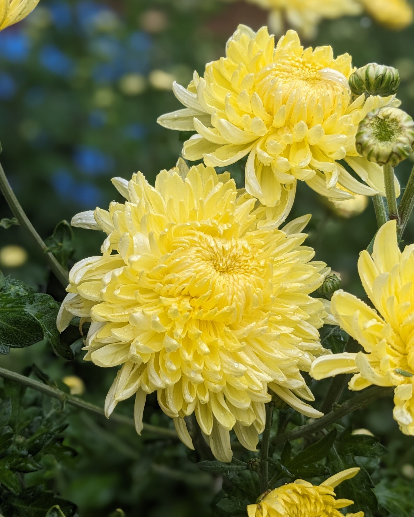Chrysanthemum - Cornish x 2