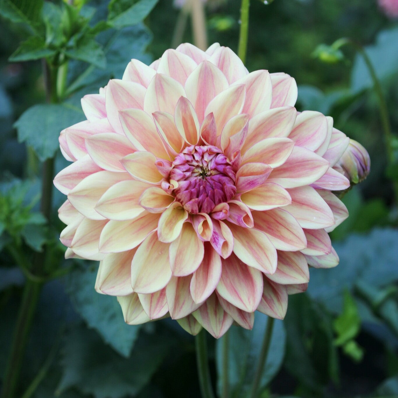 Dahlia Import - Dusty Beauty