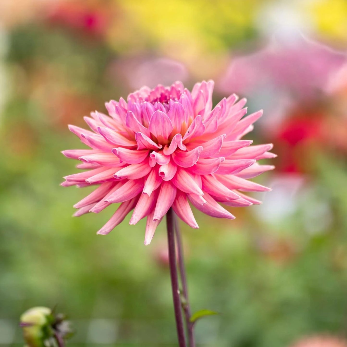 Dahlia Import - Madeleine